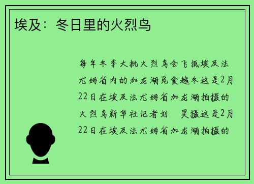 埃及：冬日里的火烈鸟